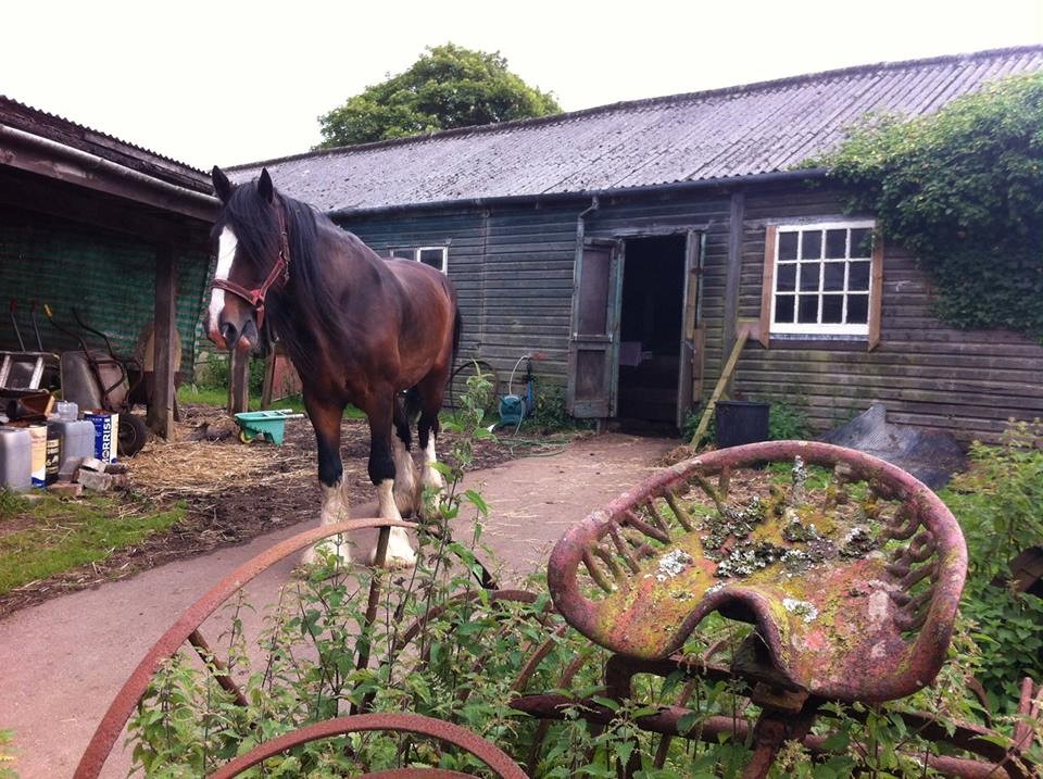 Shire Horse Farm and Carriage Museum